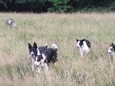 Mes chiens en ballade 