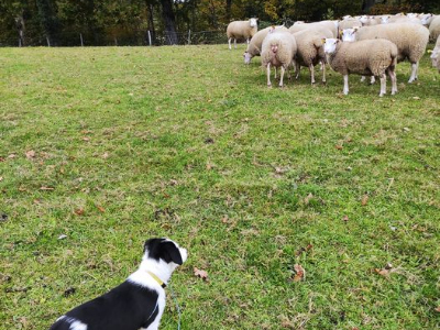 travail sur troupeau , d'un chiot de 5 mois 