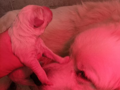 Disponible Montagne des Pyrénées 