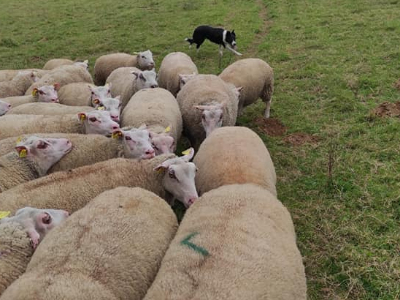 Stage de conduite de chiens de troupeau (ovins)