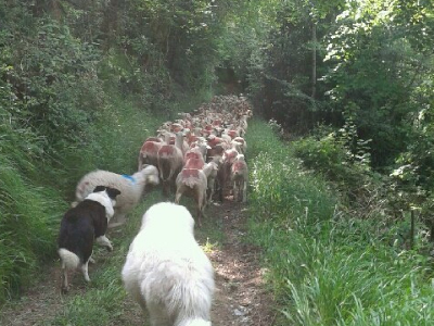 Border collie et Patou