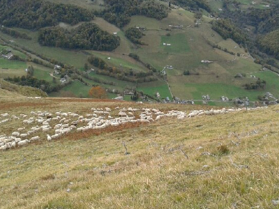 Transhumance 2010