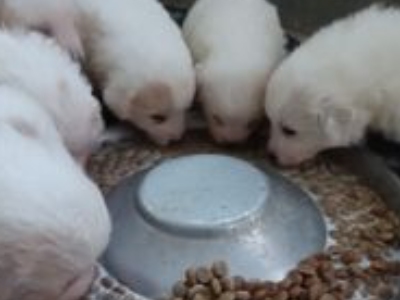 Montagne des Pyrénées 