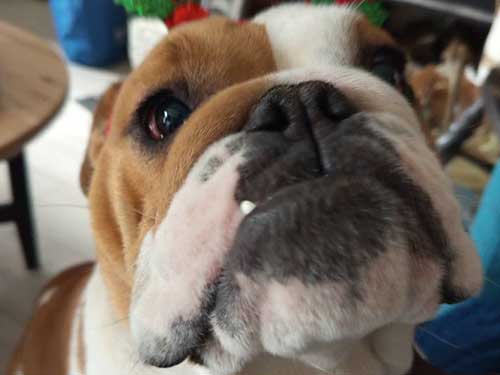 Image 23 de la galerie - D'Armor et d'Argoat