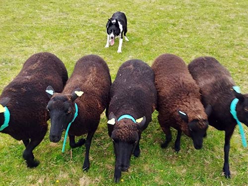 Image 28 de la galerie - D'Armor et d'Argoat