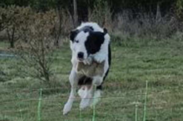 Photo d'un chien sautant