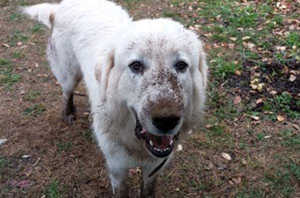 Photo d'un chien blanc