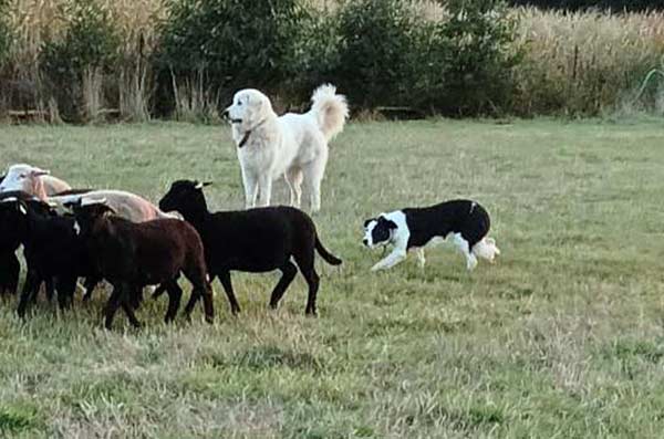 Photo d'un chien avec brebis