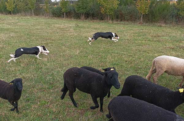Photo de chien avec des brebis