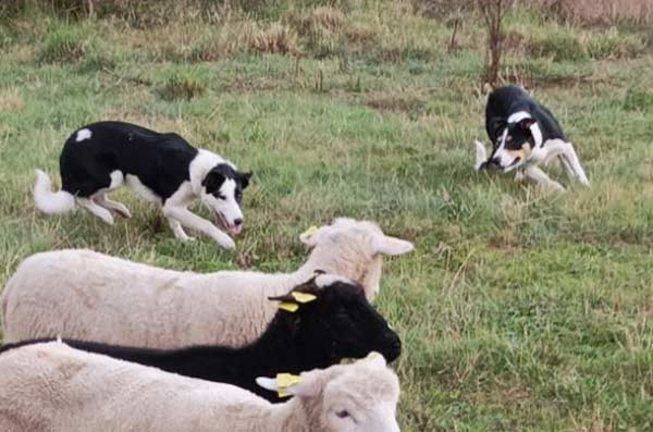 Photo de chien avec des brebis