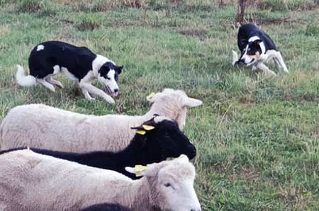 Photo de chiens avec des brebis