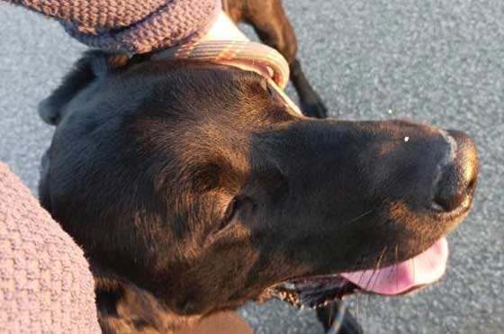 Chien tenu en laisse