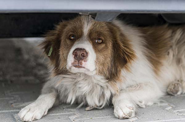 Photo d'un chien sautant