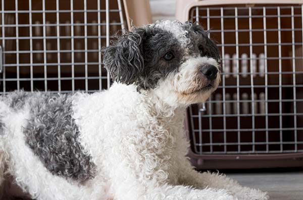 Photo d'un chien blanc